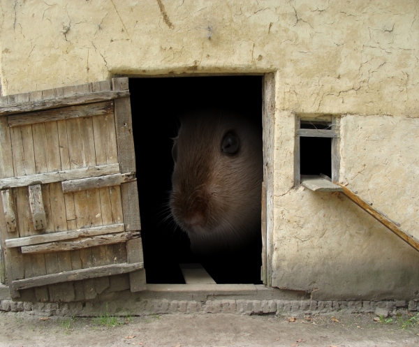 Creation of Mouse House: Step 2
